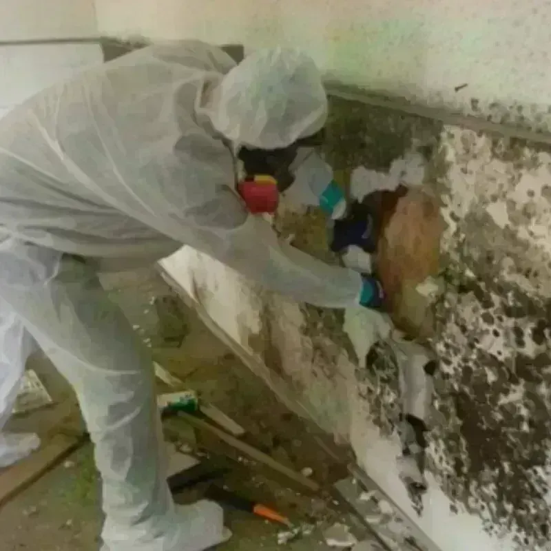 Mold Remediation and Removal in Hernando, FL